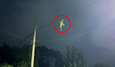 Aussie driver pulls over as street lights illuminate wild scene on powerlines