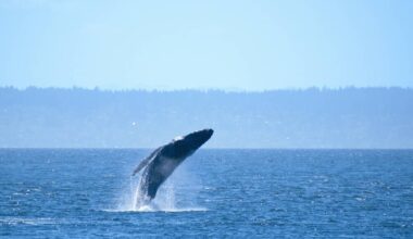 Humpback feared dead after ferry strike spotted alive