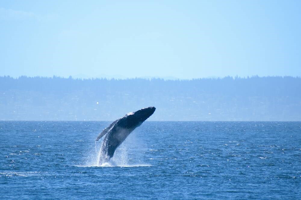 Humpback feared dead after ferry strike spotted alive