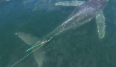 Navy, DFO join forces to free humpback from fishing gear