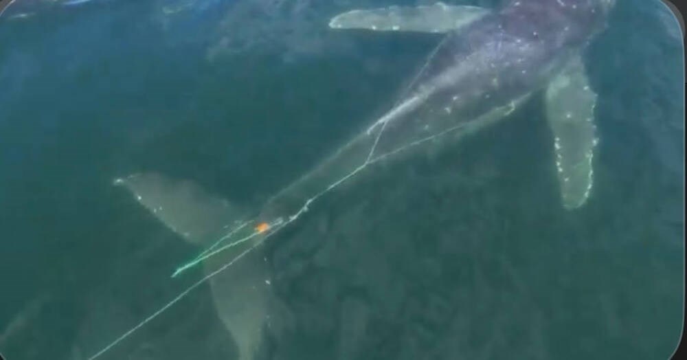 Navy, DFO join forces to free humpback from fishing gear