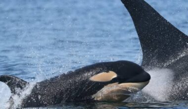 New calf born to endangered southern resident orcas
