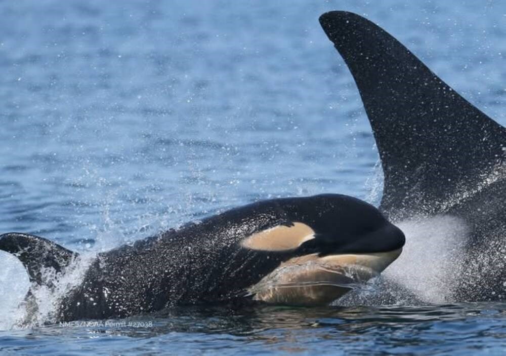 New calf born to endangered southern resident orcas