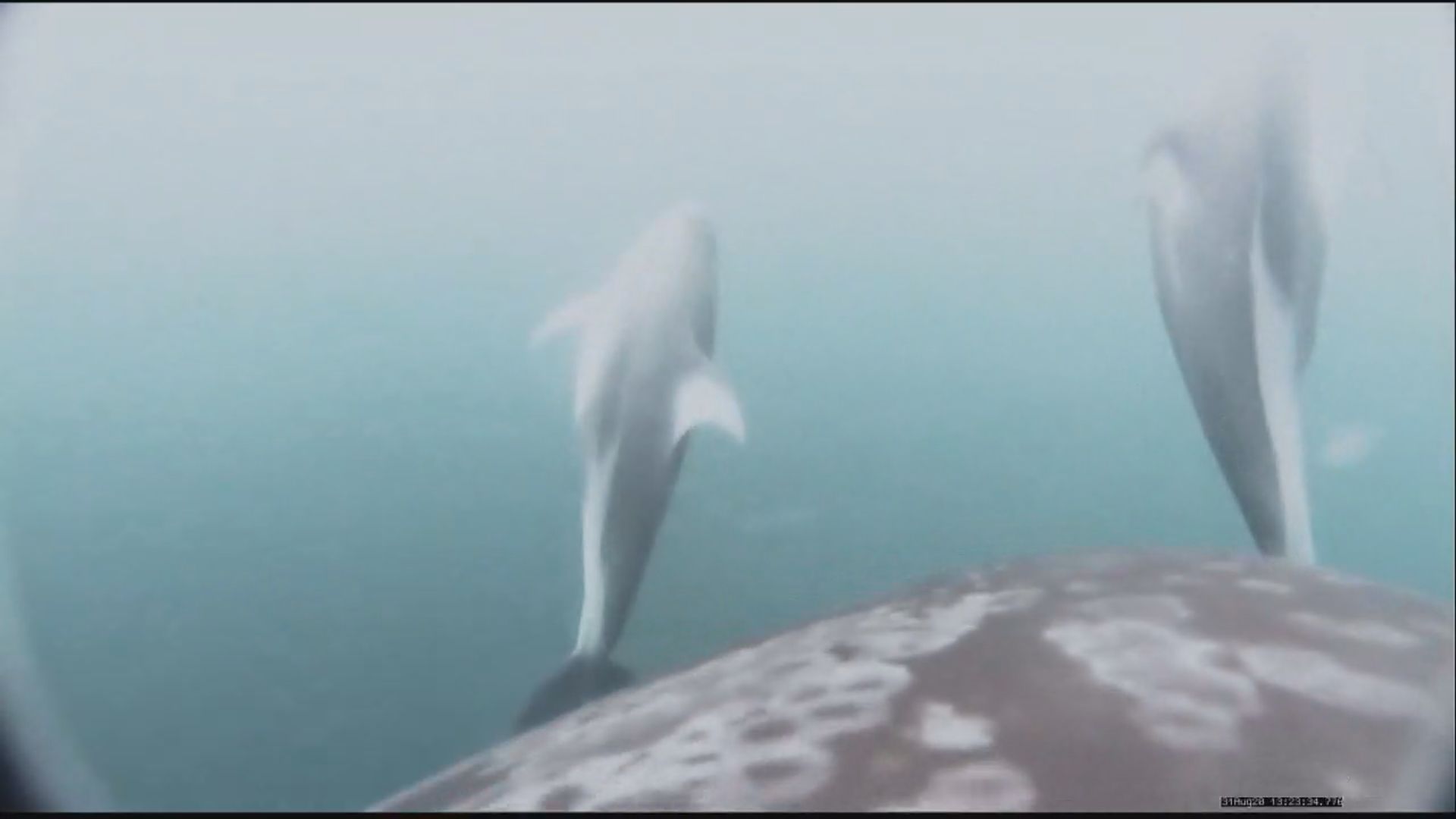 Click to play video: 'Rare footage shows dolphins helping orcas hunt off B.C. coast'
