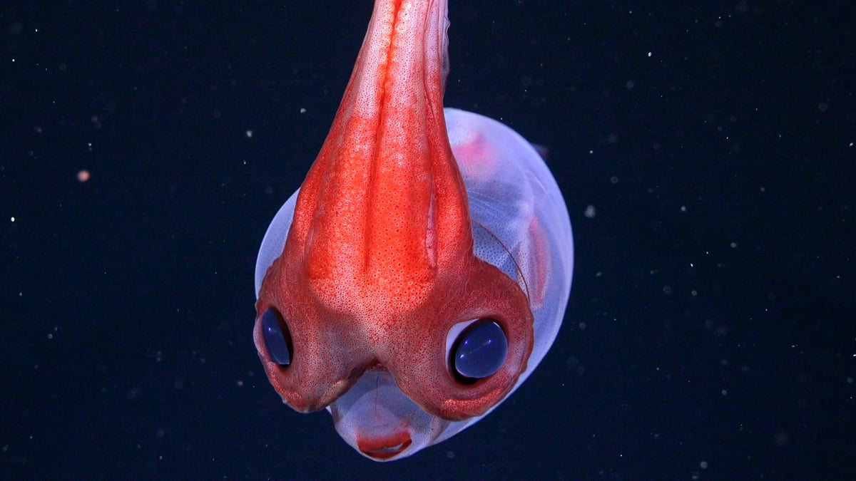 Hidden Coral World The Size of Vatican City Found Deep Beneath The Ocean : ScienceAlert