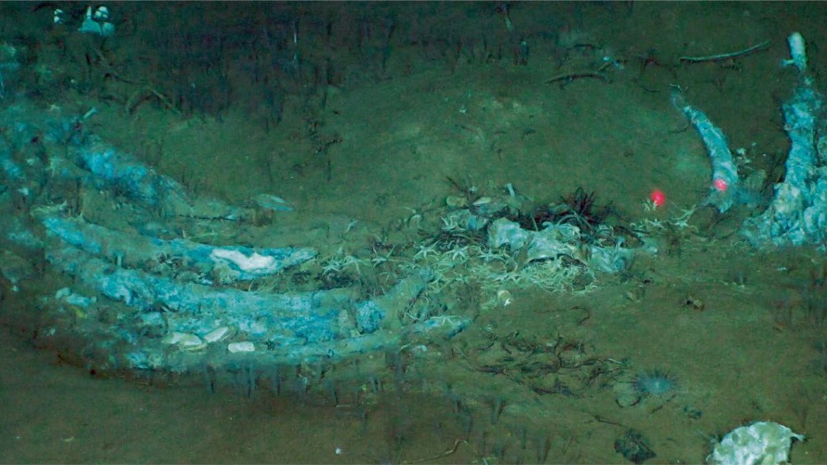 Vast Whale Graveyard at The Bottom of The Ocean Has Been Growing For 5 Million Years