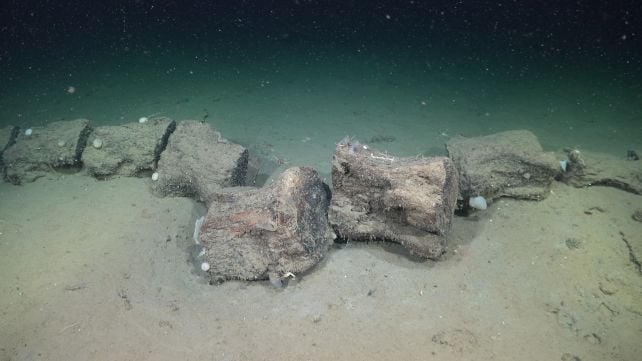 Hidden Coral World The Size of Vatican City Found Deep Beneath The Ocean