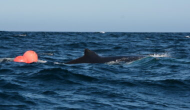 Rescue Group Encounters Unusual Whale Behaviour After Freeing Entangled Leviathan