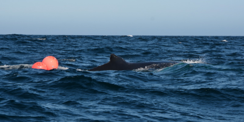Rescue Group Encounters Unusual Whale Behaviour After Freeing Entangled Leviathan