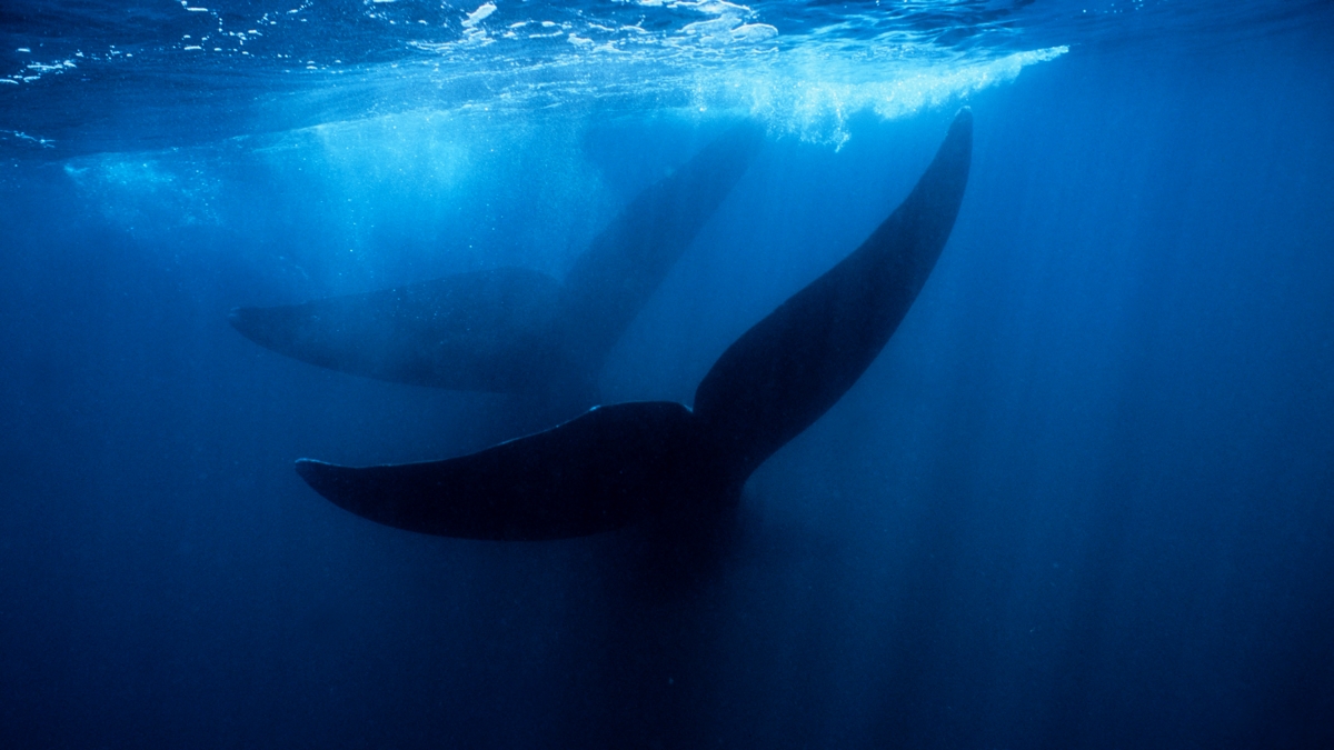 Giant Whale Graveyard Found in The Ocean Is Like a Drowned City of The Dead : ScienceAlert