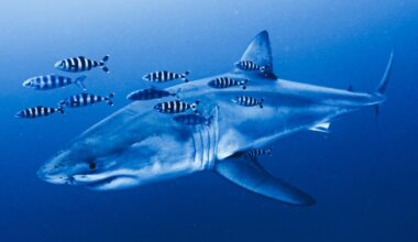 Rare footage of Mediterranean great white shark captured by ghost diver