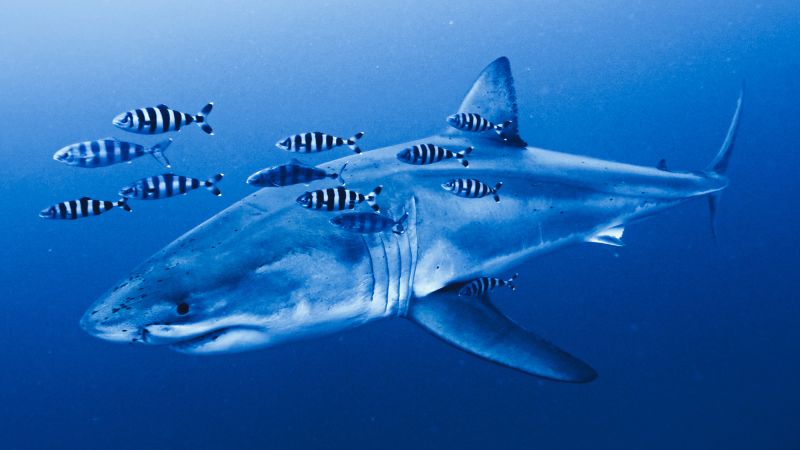 Rare footage of Mediterranean great white shark captured by ghost diver