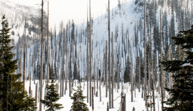 A snowy mountainous landscape featuring numerous tall, thin, dead trees with sparse green evergreen trees scattered throughout. The scene highlights contrast between barren tree trunks and snow-covered ground and slopes, indicating a forest recovering from a wildfire or natural disturbance.