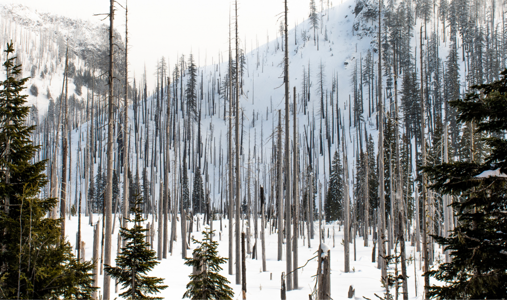 A snowy mountainous landscape featuring numerous tall, thin, dead trees with sparse green evergreen trees scattered throughout. The scene highlights contrast between barren tree trunks and snow-covered ground and slopes, indicating a forest recovering from a wildfire or natural disturbance.