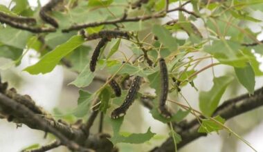 An army of ‘very hungry caterpillars’ invades a popular Alberta campground