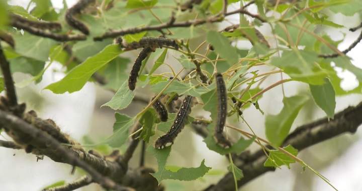 An army of ‘very hungry caterpillars’ invades a popular Alberta campground
