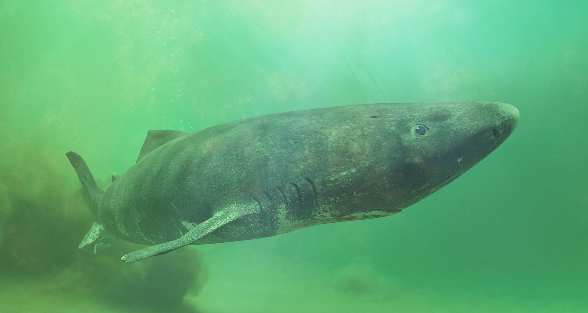 A gray shark swimming in greenish waters swims near the camera
