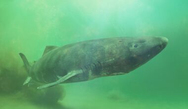 A gray shark swimming in greenish waters swims near the camera