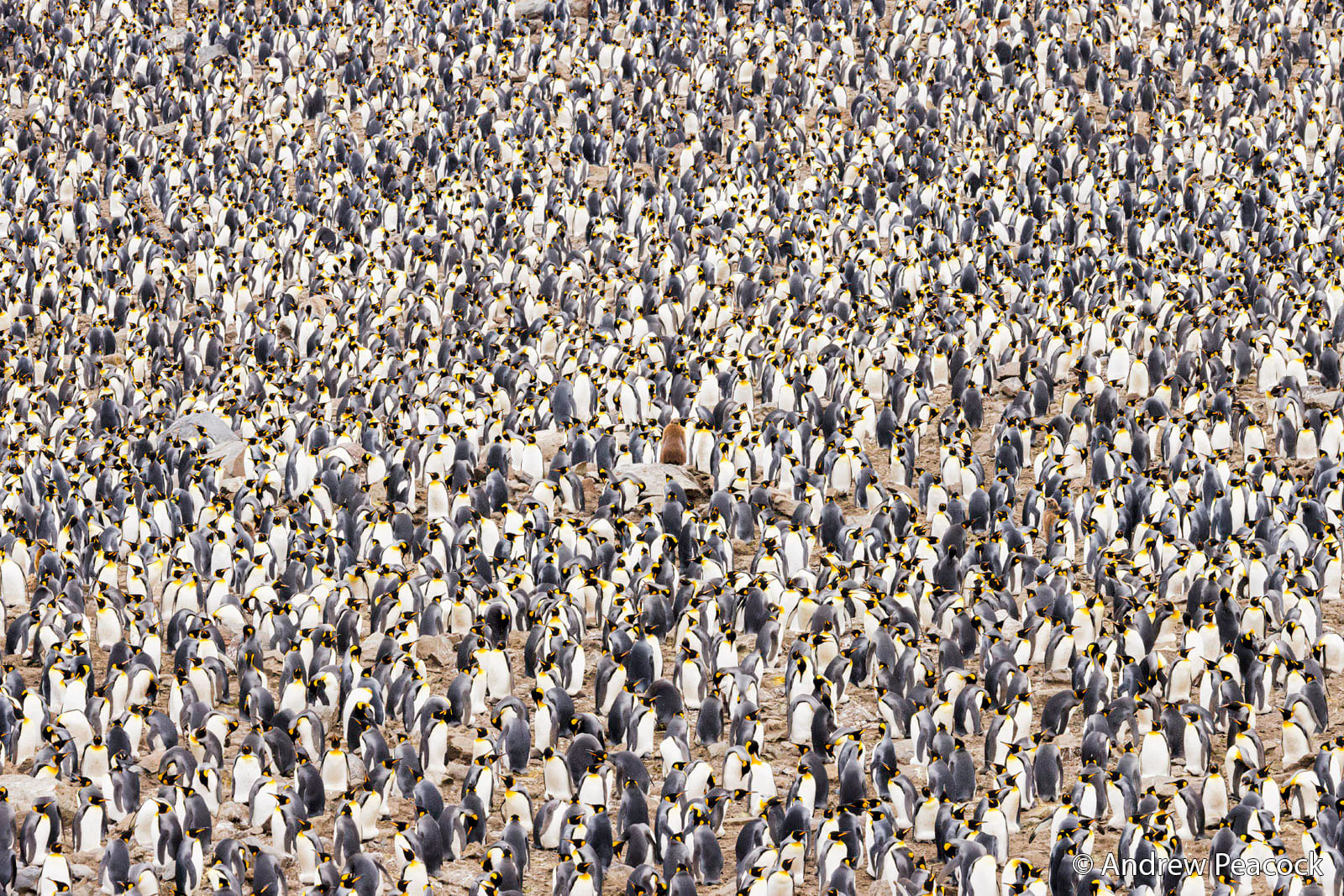 A dense colony of king penguins, with thousands of birds standing closely together on a rocky ground, their yellow and black markings visible across the crowd.