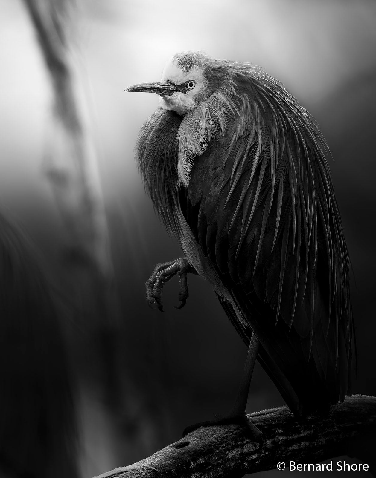A black-and-white photo of a heron standing on one leg on a branch, with ruffled feathers and a piercing gaze against a softly blurred background. The photographer is credited as Bernard Shore.