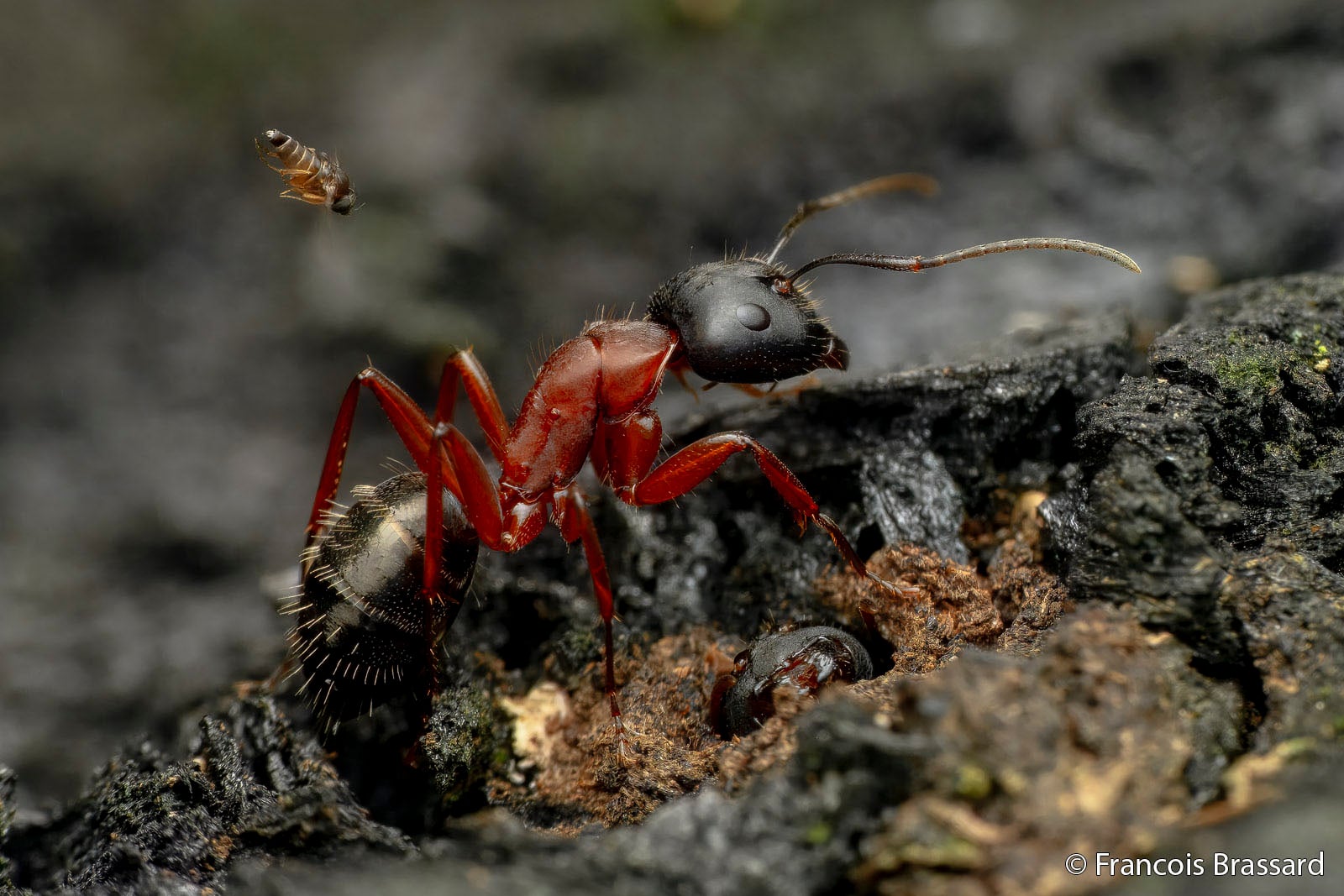 A close-up of a red and black ant on rough, dark soil, with a tiny flying insect nearby. The ant's body details and textures are sharply visible.