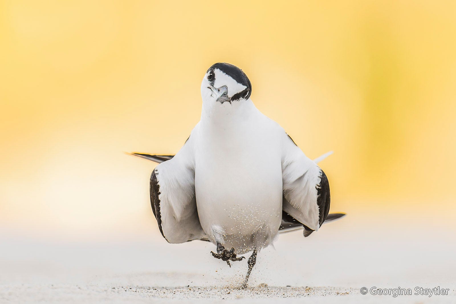 A white and black tern runs across sandy ground, wings partly spread, with sand kicking up beneath its feet. The background is a soft, blurred yellow.