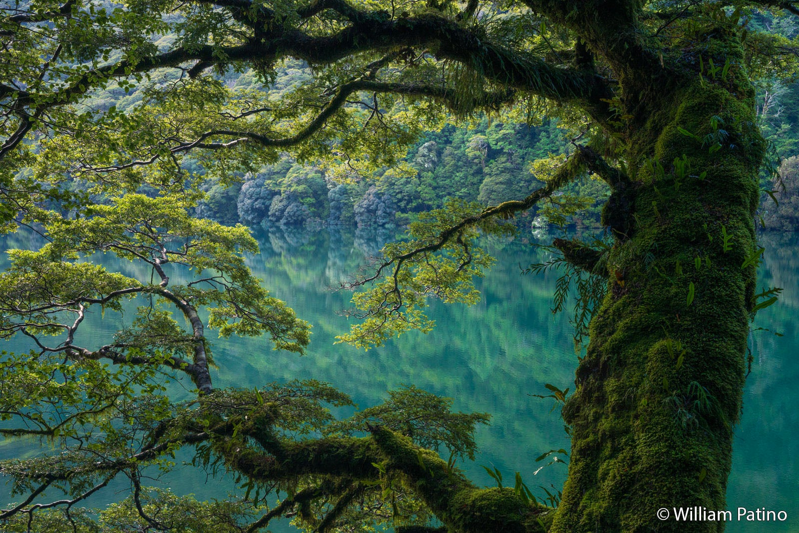 A large moss-covered tree branch extends over a calm, turquoise lake, reflecting a lush green forest on the opposite shore. Dappled sunlight filters through the dense leaves, creating a serene, natural scene.