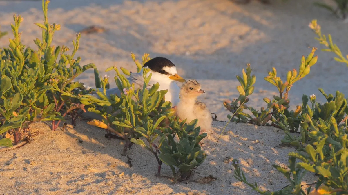 Wildlife photographer captures adorable chain of mishaps for unlucky baby bird