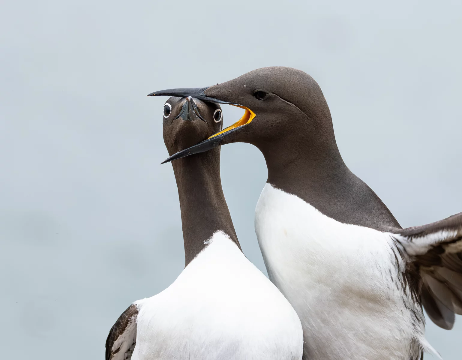 One guillemot's beak is open around the head of a second