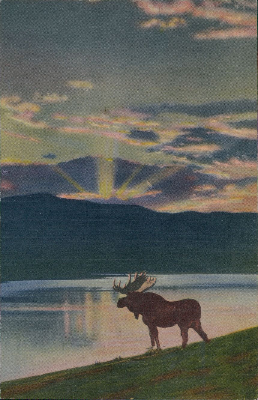 A postcard of a bull moose standing by a lake at sunset in Colorado from 1930.