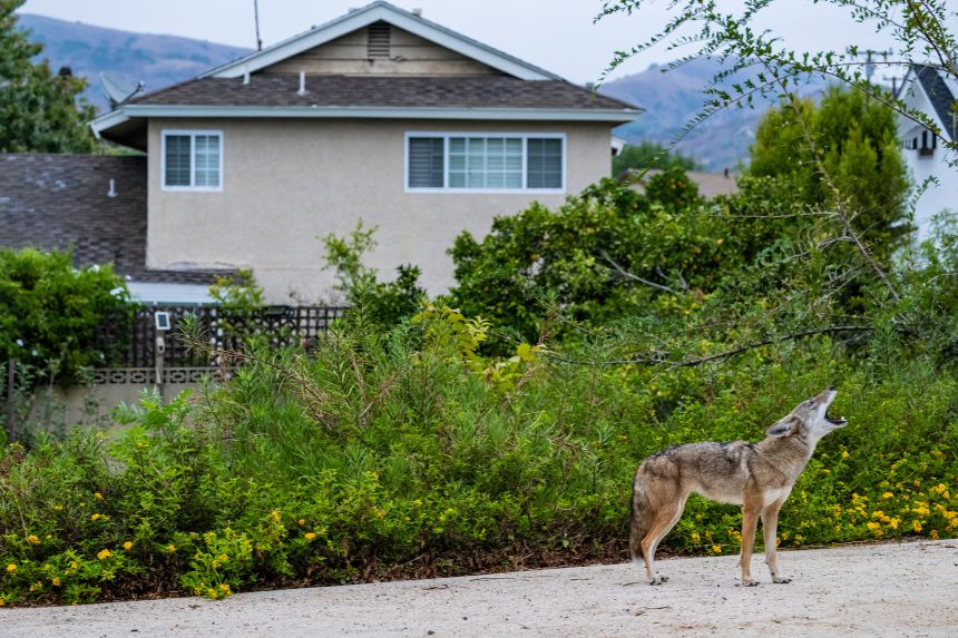 A coyote howls outside a home in Brea, California in 2024. Coyotes can make a home out of almost any habitat.