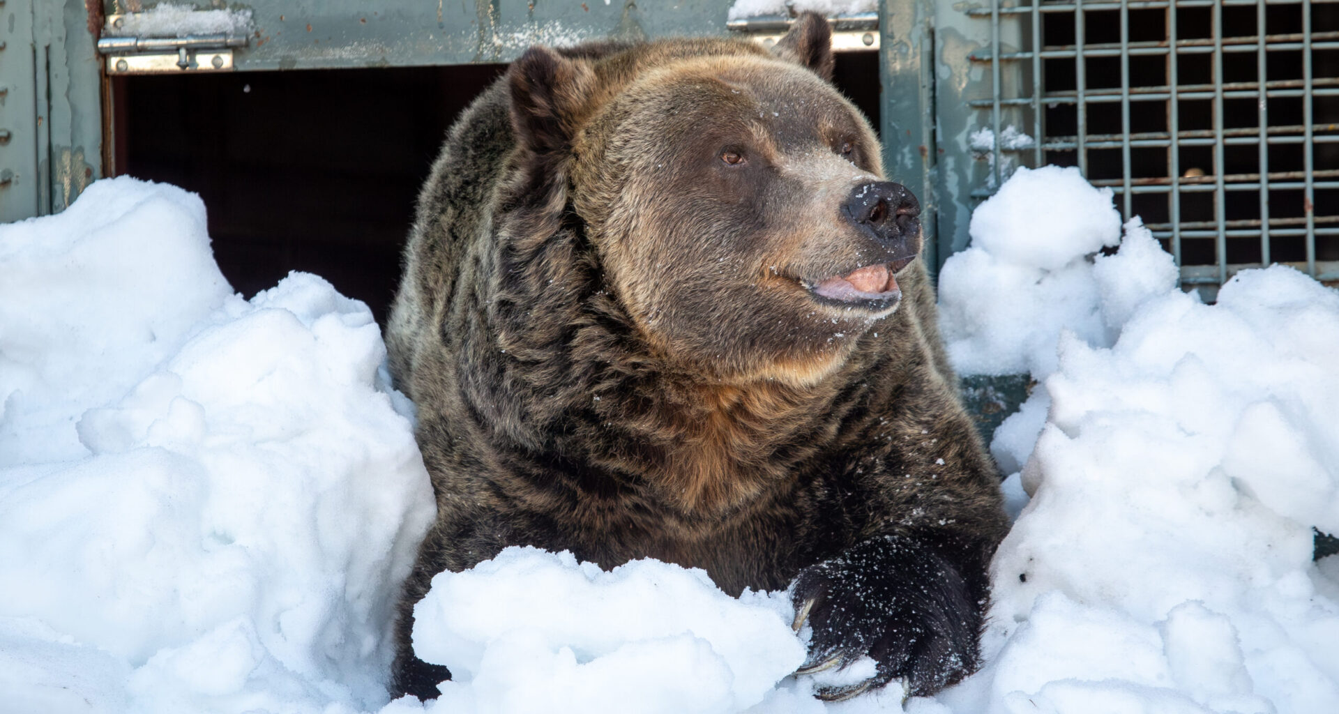Grouse Mountain resident grizzly bear Grinder passes away