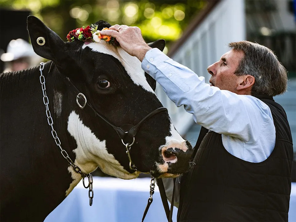 A man adjusts Wendy the cow’s flower crown prior to her contribution to the Trail Boss Tonic at the Legacy Stampede Breakfast at Heritage Park in Calgary on Sunday, July 5, 2026.