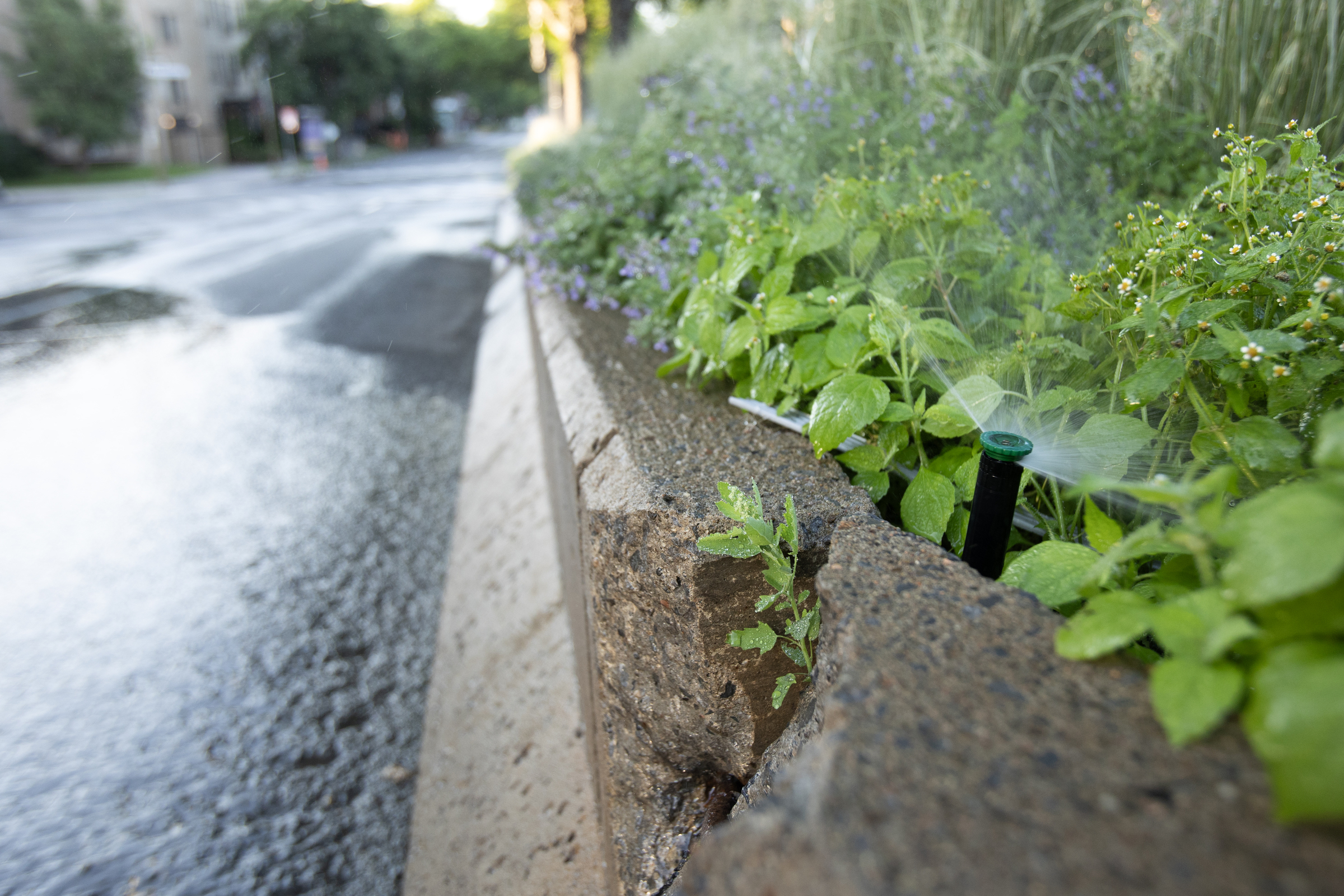 A sprinkler on a road median shoots water on plans and part of the street.