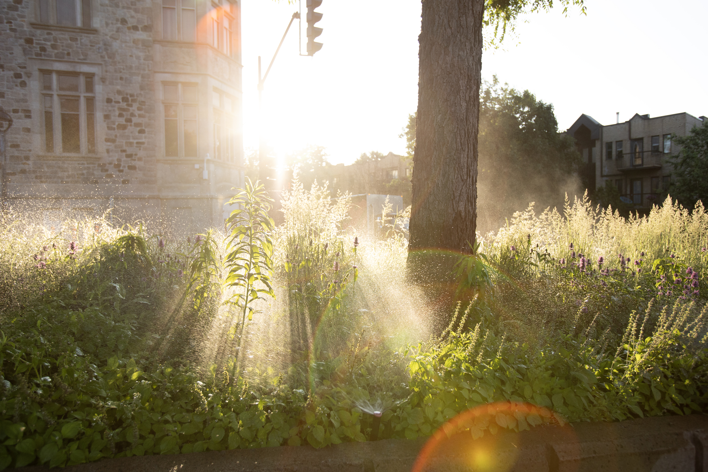 A road median with plants glistens as the sun shines on it from the back.