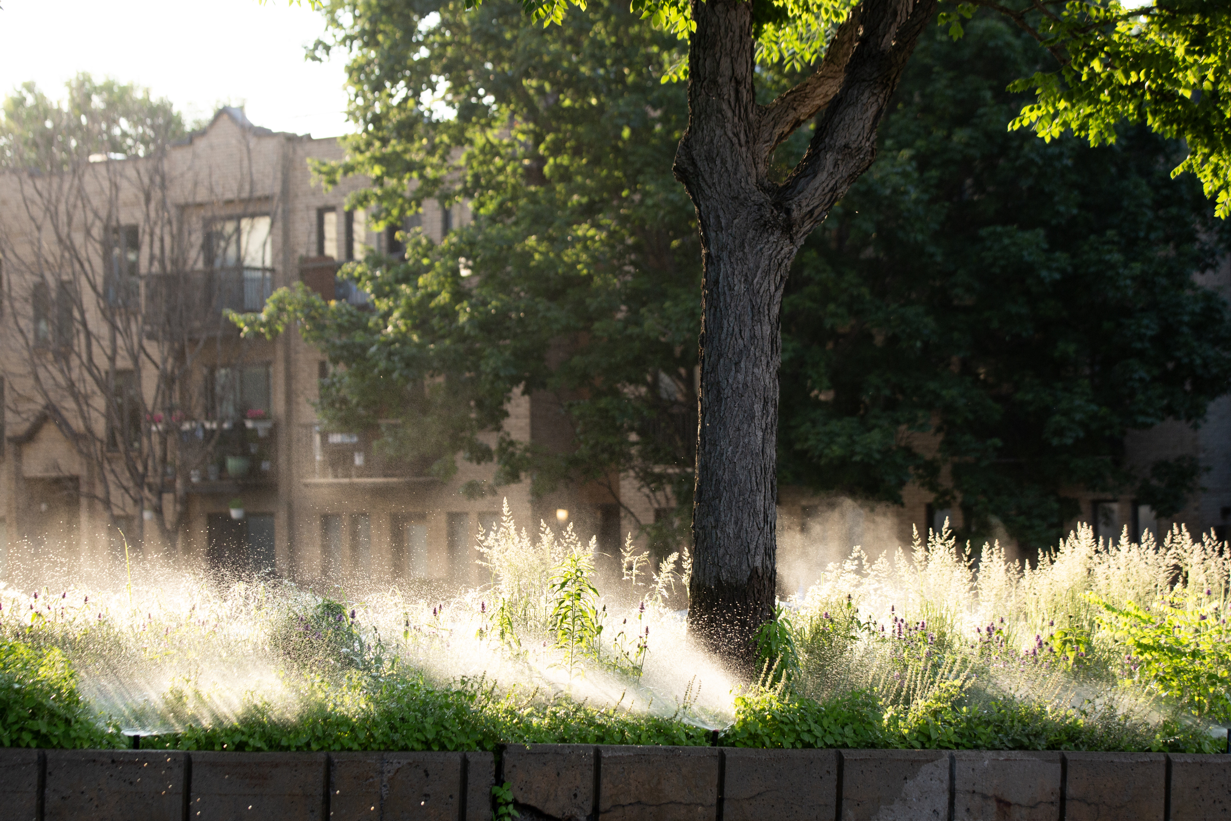 A road median with a tree and other plants on it is backlit by the sun as water is sprayed on it.