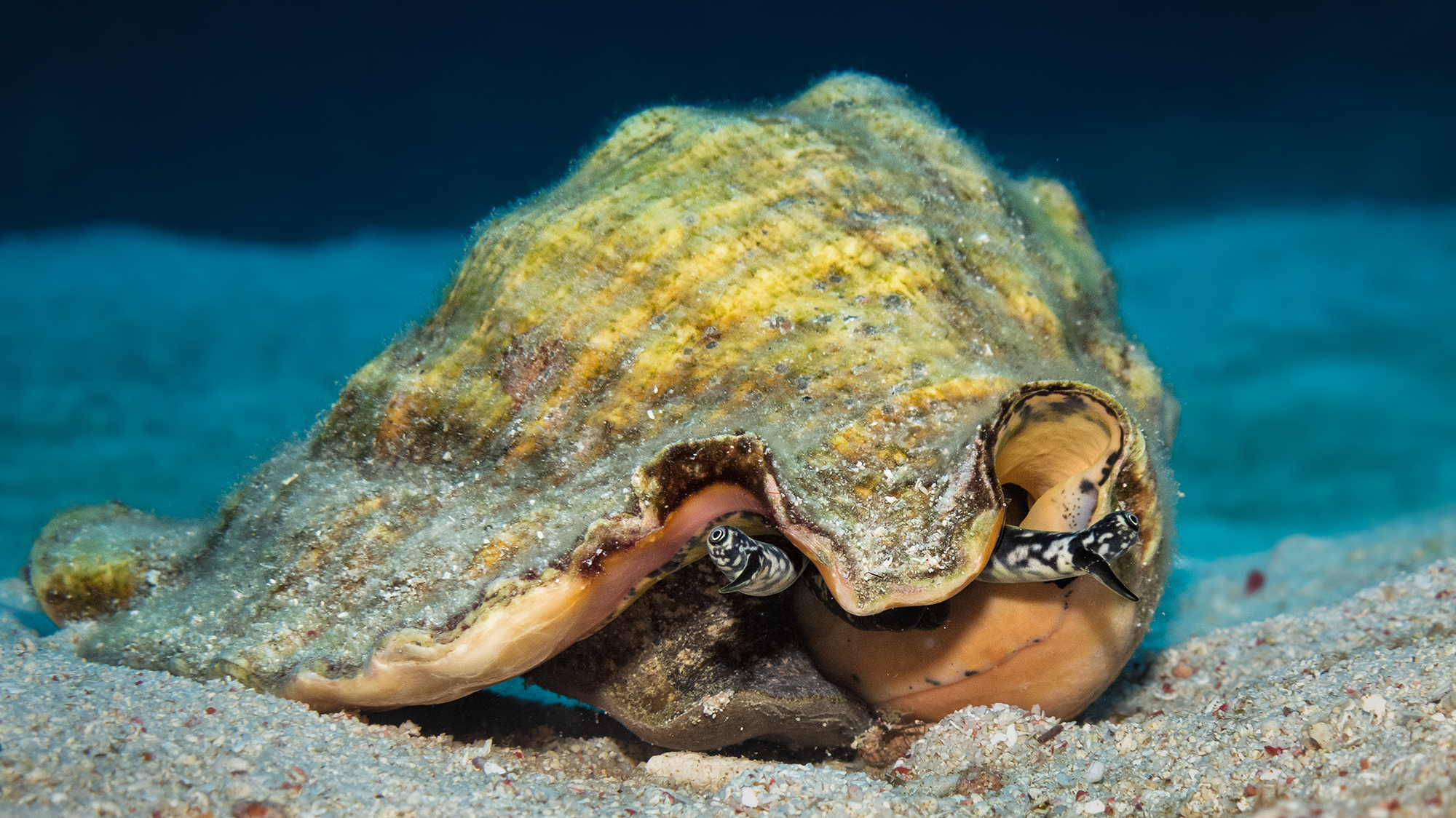 A creature's eye looks out of a yellow conch shell on the sandy sea floor.