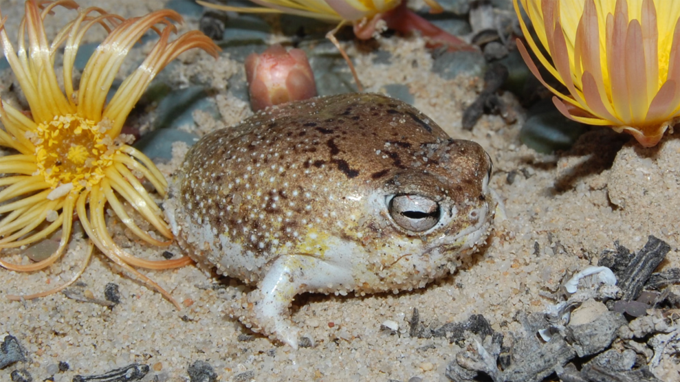 A fat brown frog sits on top of sand, surrounded by yellow flowers.