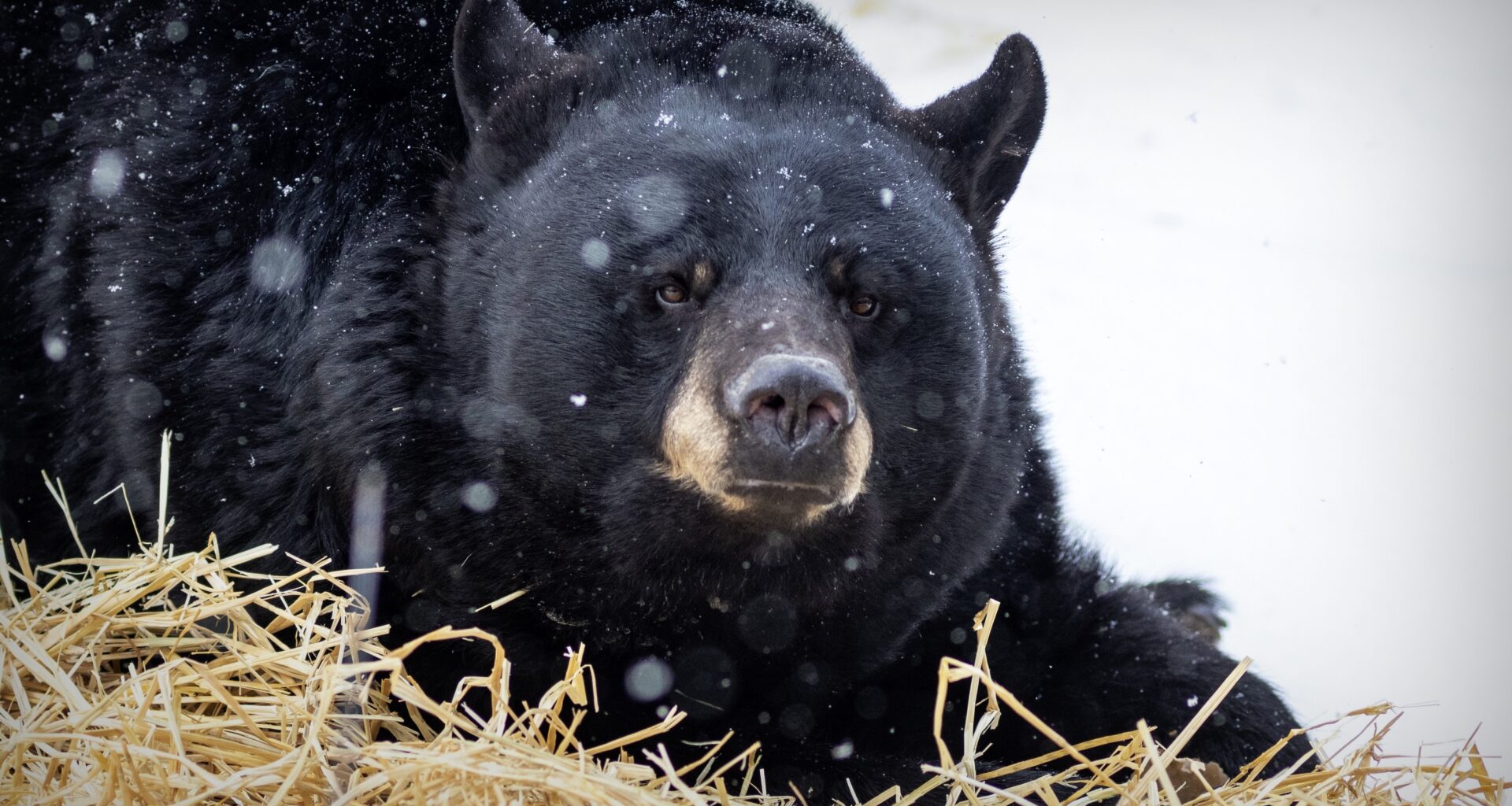 0320 city bear