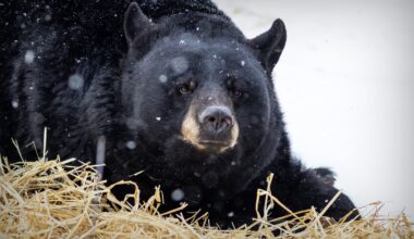 0320 city bear