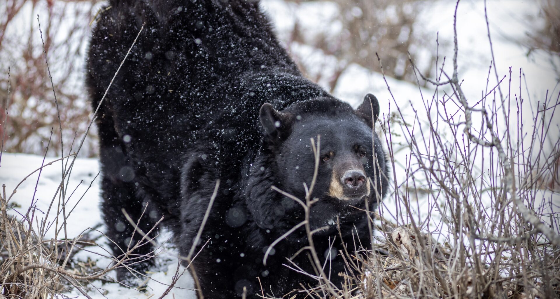 0320 city bear