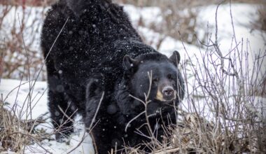 0320 city bear