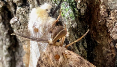 Satellite imagery could protect trees from devastating moth outbreaks