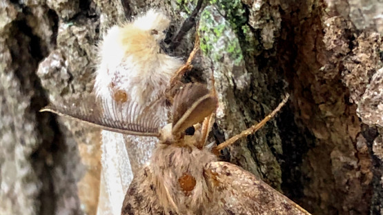 Satellite imagery could protect trees from devastating moth outbreaks