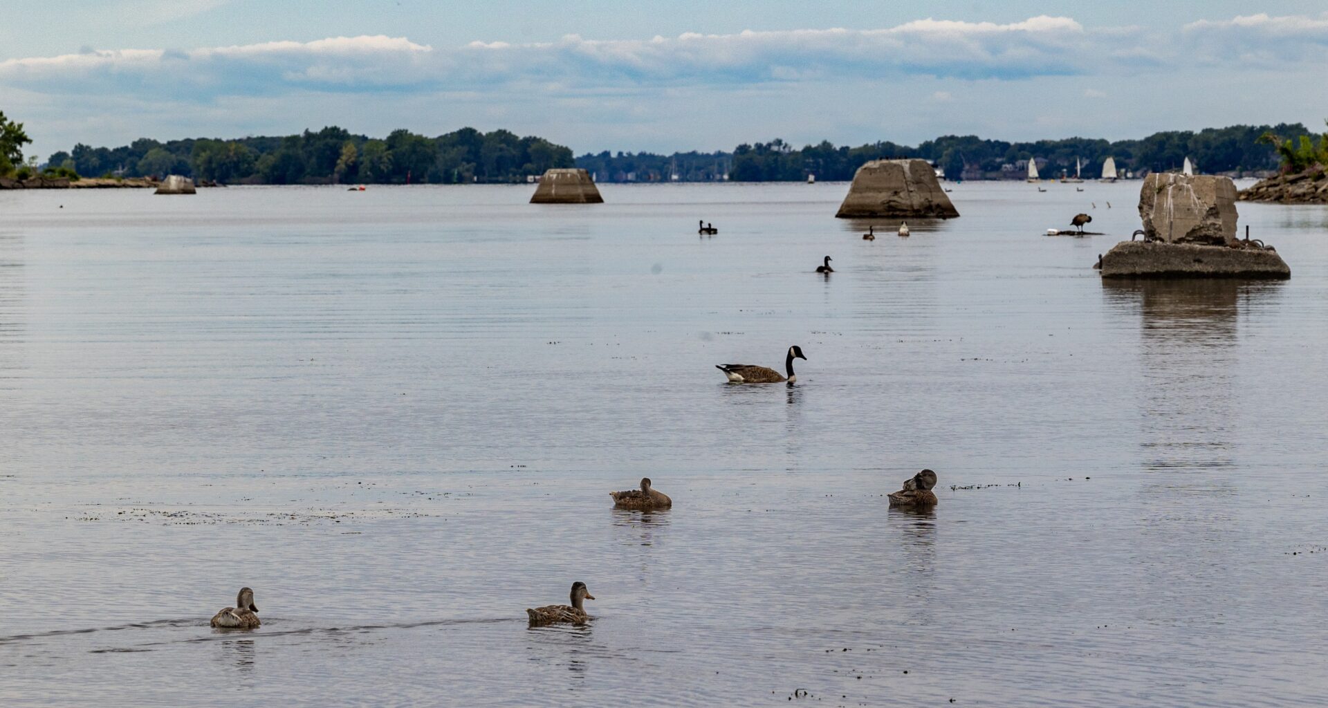 Ducks in the water on Lachine waterfront.