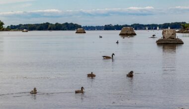 Ducks in the water on Lachine waterfront.