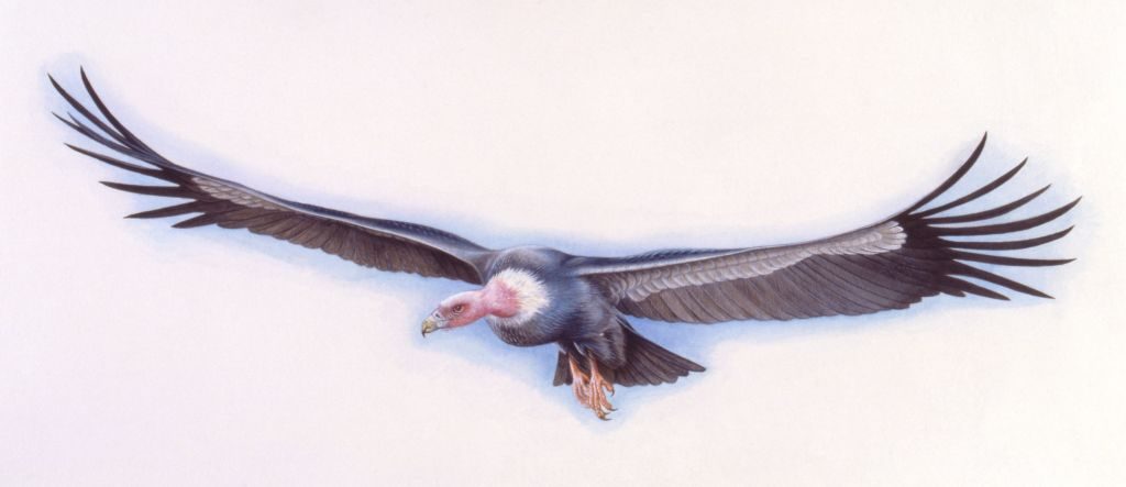 UNSPECIFIED - AUGUST 14: Illustration of Argentavis bird in flight on white background (Photo by De Agostini via Getty Images/De Agostini via Getty Images)