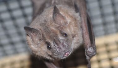 Edmonton Valley Zoo's Nocturnal Wing reopening on Saturday
