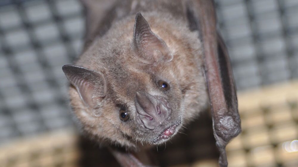 Edmonton Valley Zoo's Nocturnal Wing reopening on Saturday