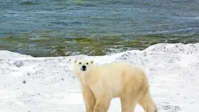 An AI radar system called Bear-dar has successfully detected a polar bear mother and two cubs in Canada’s High Arctic, giving weather station staff time to avoid a dangerous surprise encounter